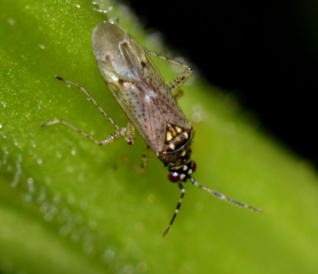 Miridae: Dicyphus (Brachyceroea) albonasutus di Toscana (GR)